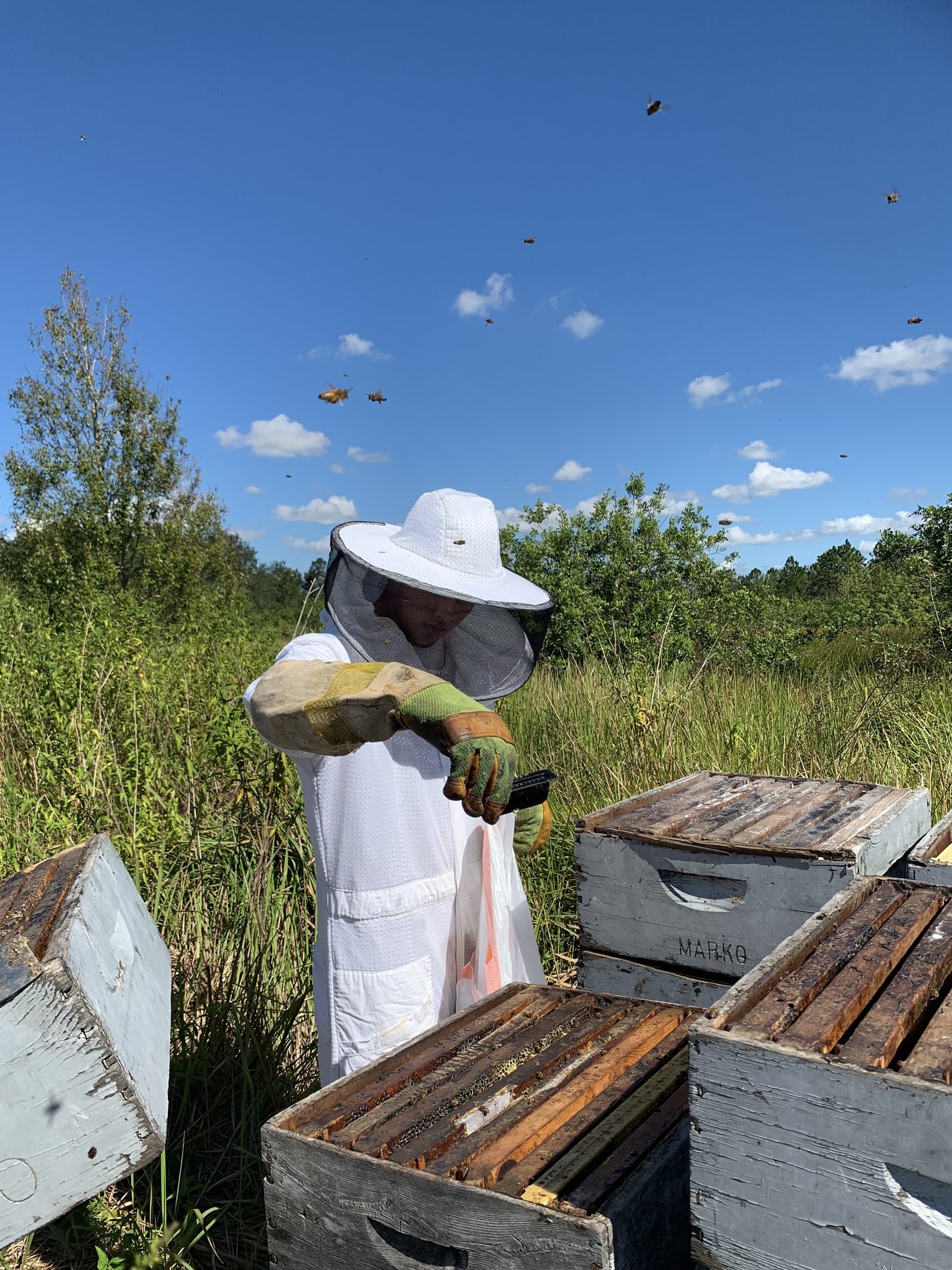 Open hive, bees in flight