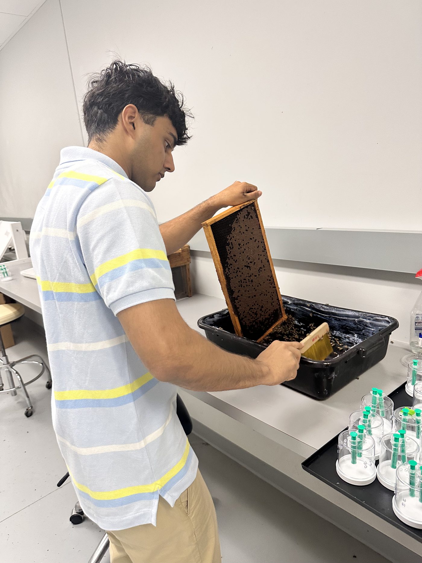 Lab colony work