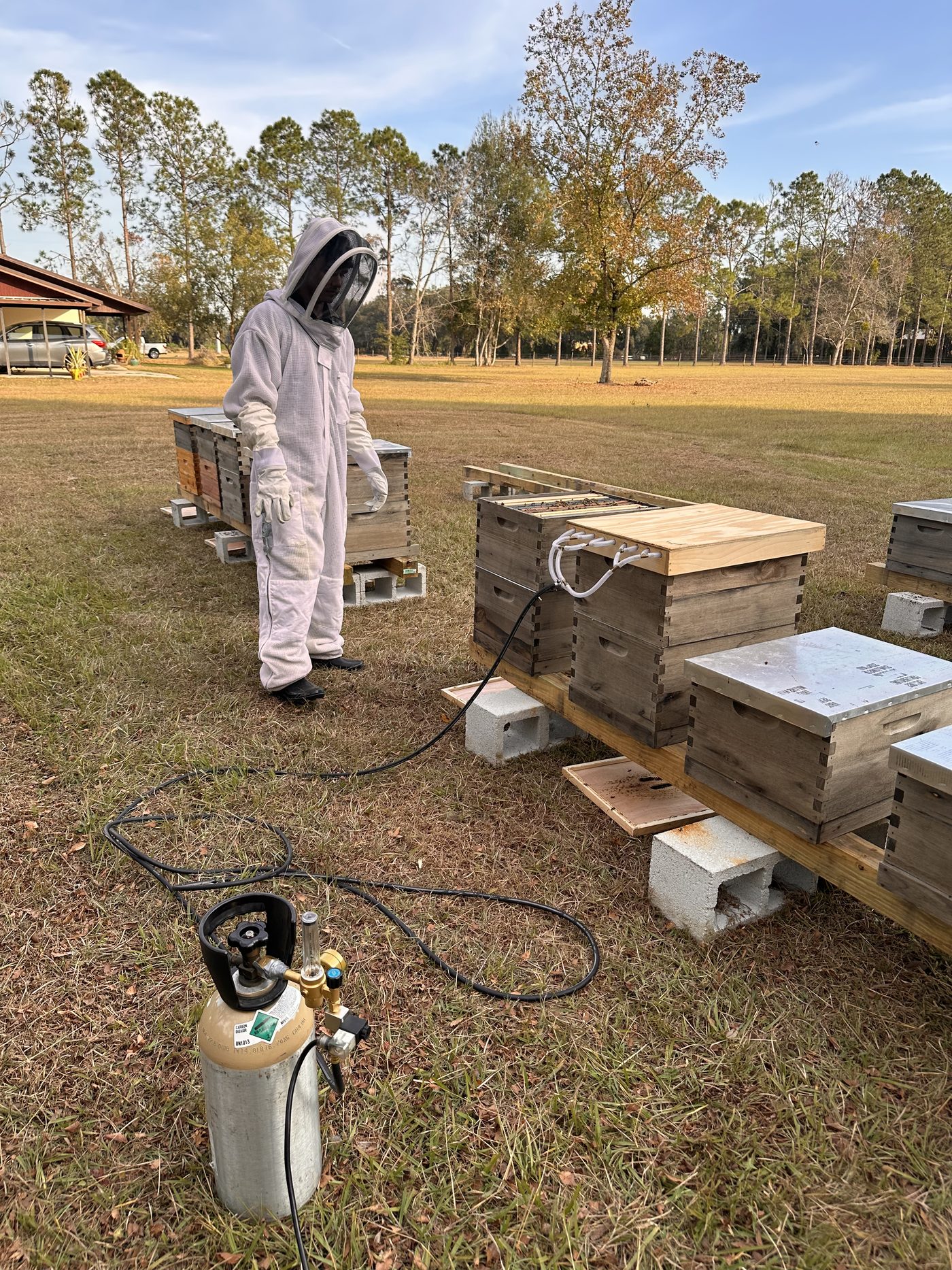 The experimental bee yard